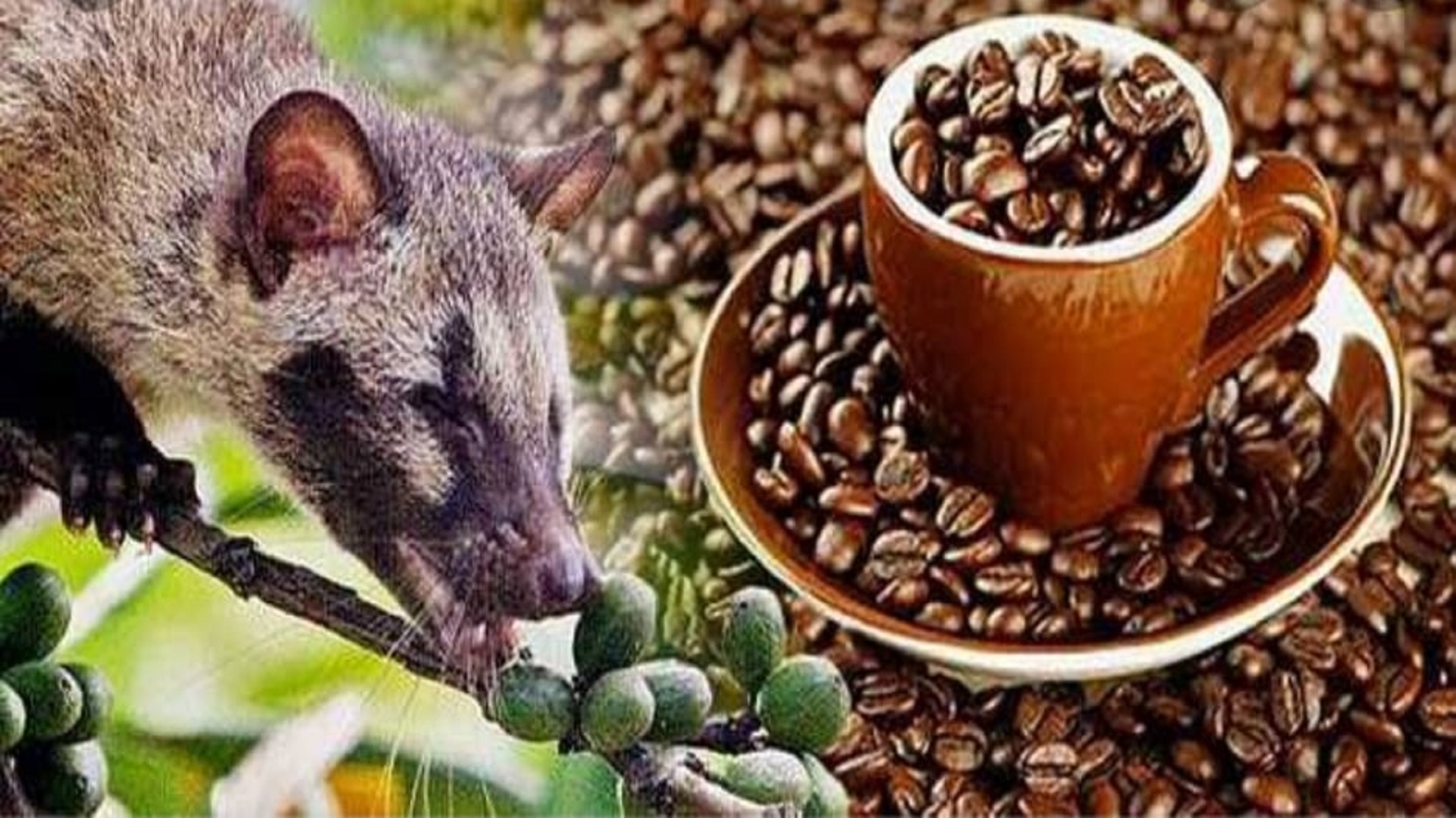 বিশ্বের দামি ৫ কফি