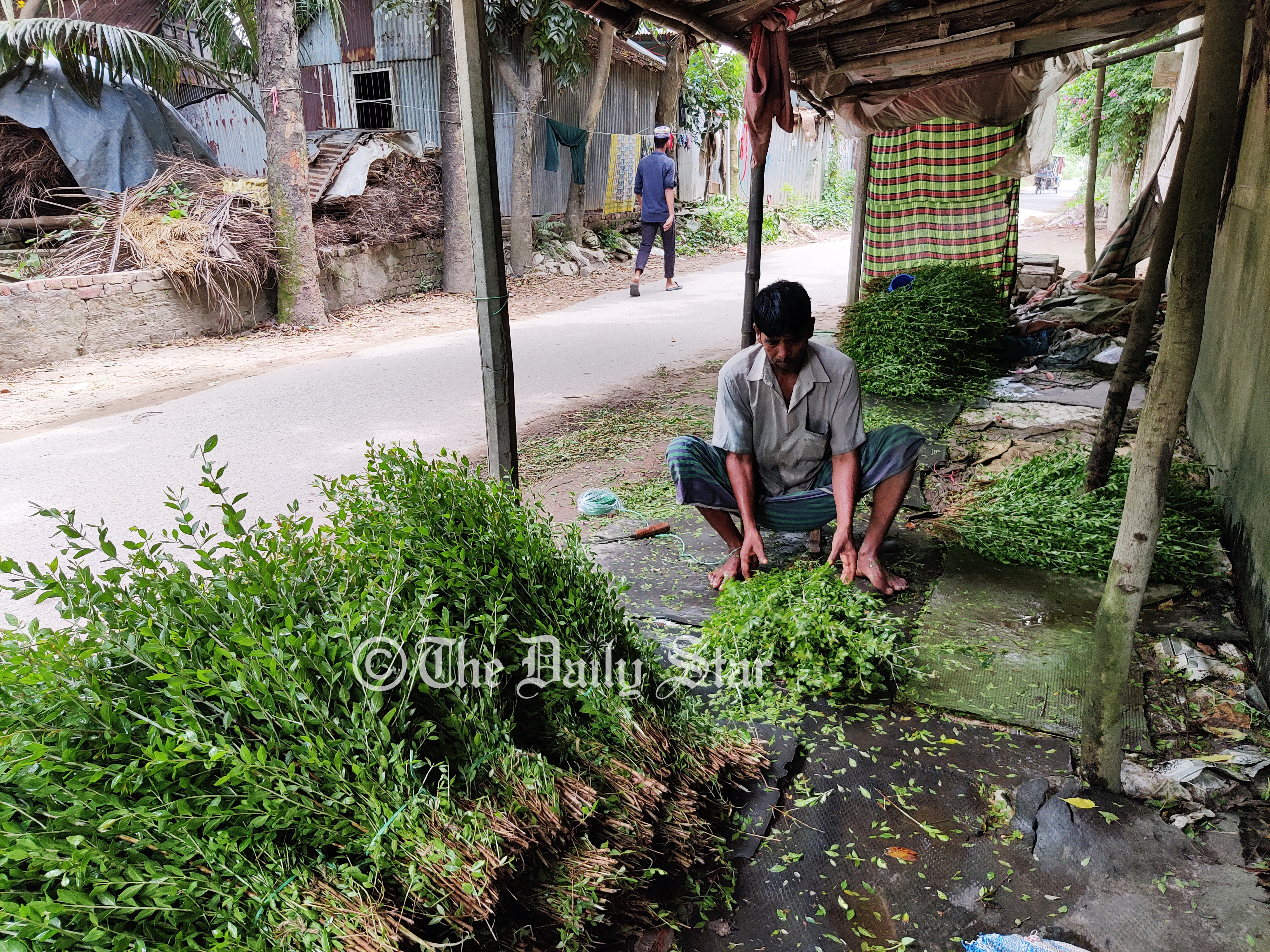 পেশা যাদের মেহেদি চাষ