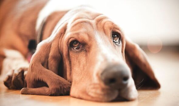 দীর্ঘ সময় পর মালিকের সঙ্গে দেখা হলে অশ্রুসজল হয়ে ওঠে কুকুর: গবেষণা