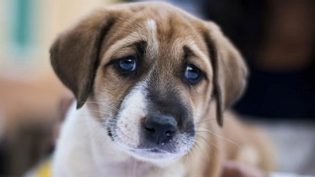 ৪ ধরনের ডগ প্যারেন্টিং