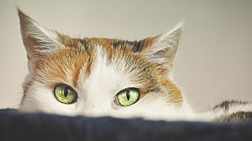 কতক্ষণ পোষা বিড়ালকে একা রাখা যাবে