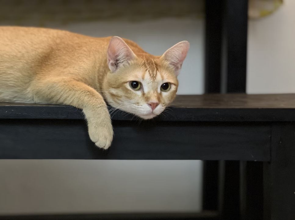 বাড়িতে পোষা প্রাণী আনার আগে যে ৮ বিষয় বিবেচনা করবেন