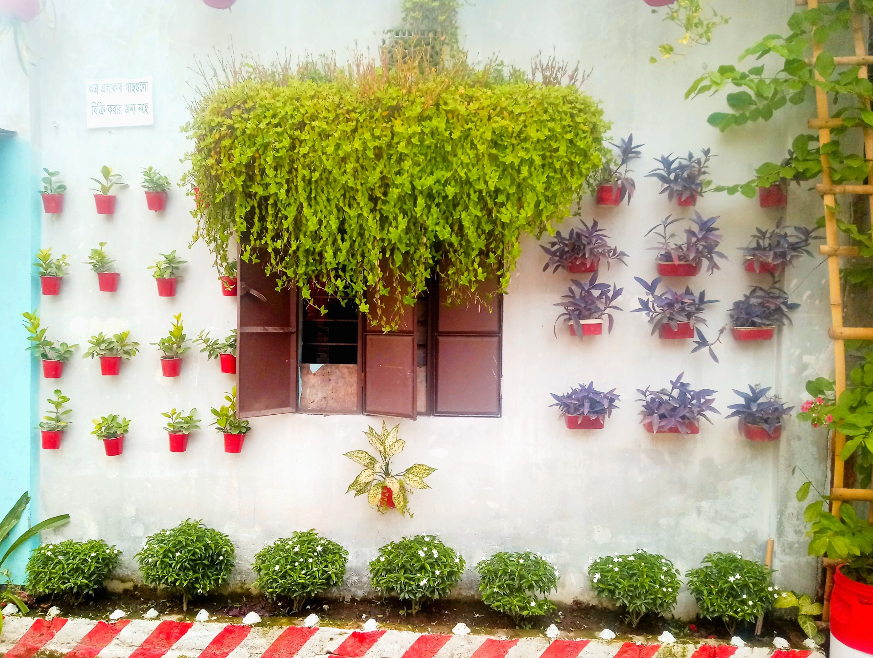 মুগ্ধতা ছড়াচ্ছে ময়মনসিংহের বাঁশবাড়ি কলোনি