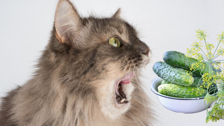 শসা দেখলে বিড়াল কেন ভয় পায়