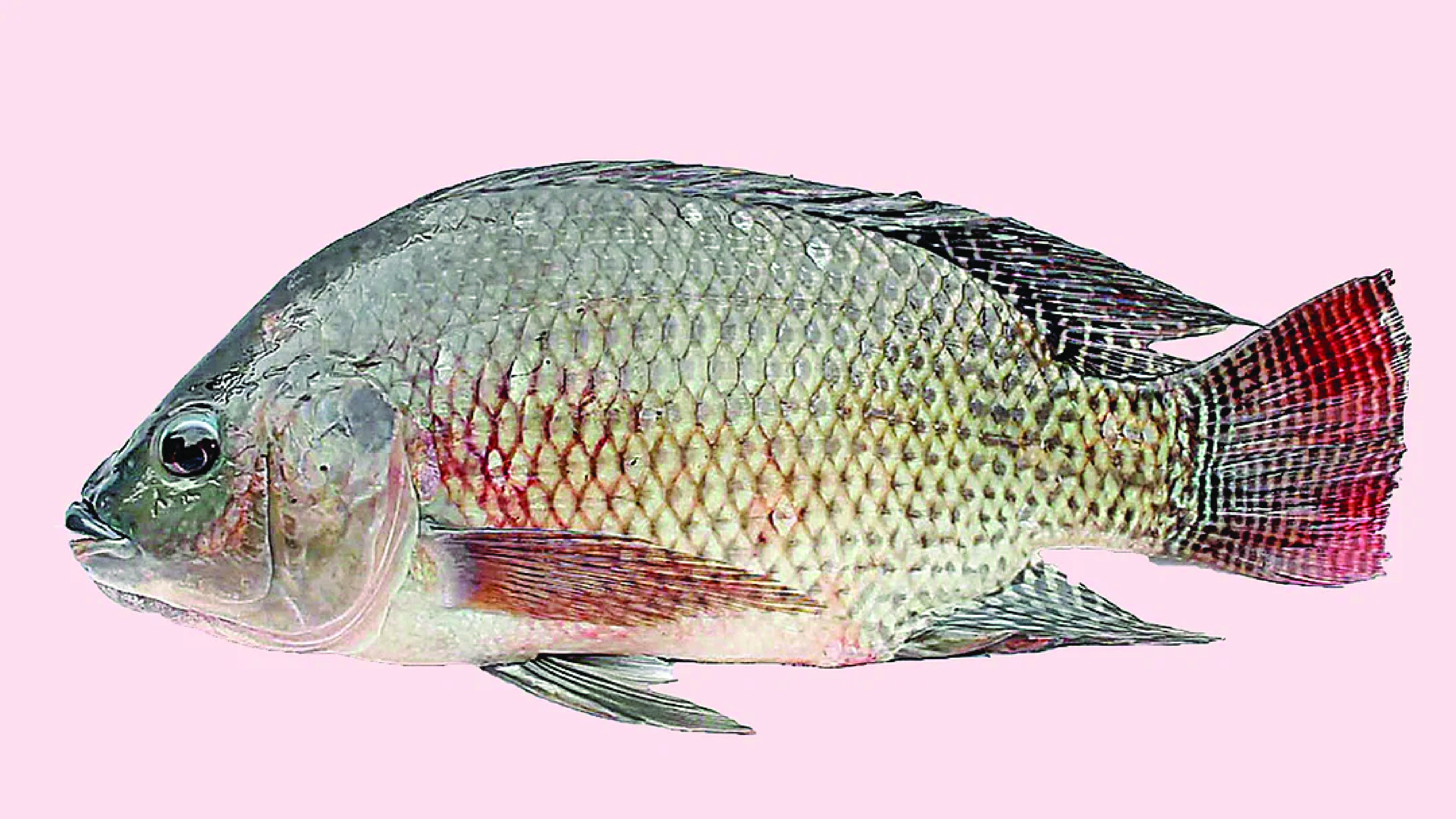 তেলাপিয়া মাছ বিষাক্ত নয়, তবে যা জানা জরুরি