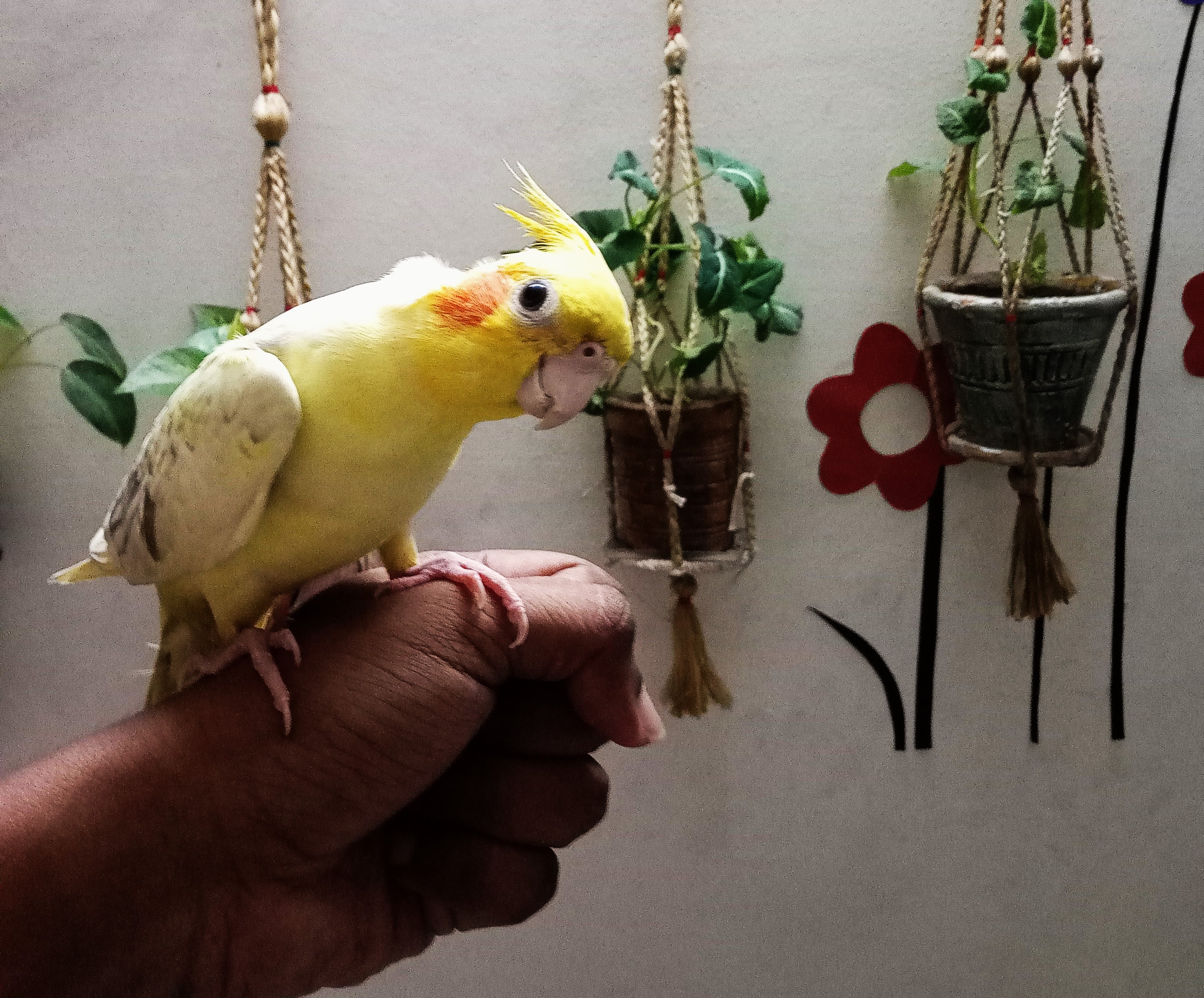 পোষা পাখির যত্ন