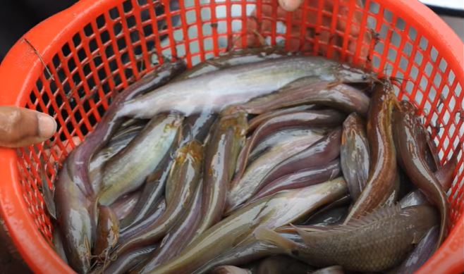 রোগী শিং মাছ খেলে শক্তি ও রক্ত বাড়ে, সত্যি নাকি মিথ