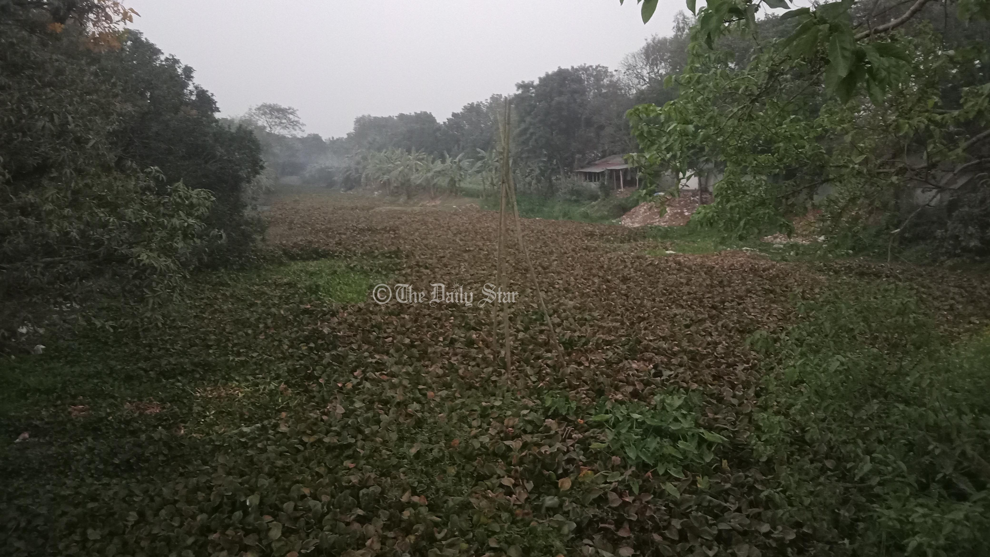 মাছ চাষের জন্য নদী ইজারা দিচ্ছে পাবনা জেলা প্রশাসন