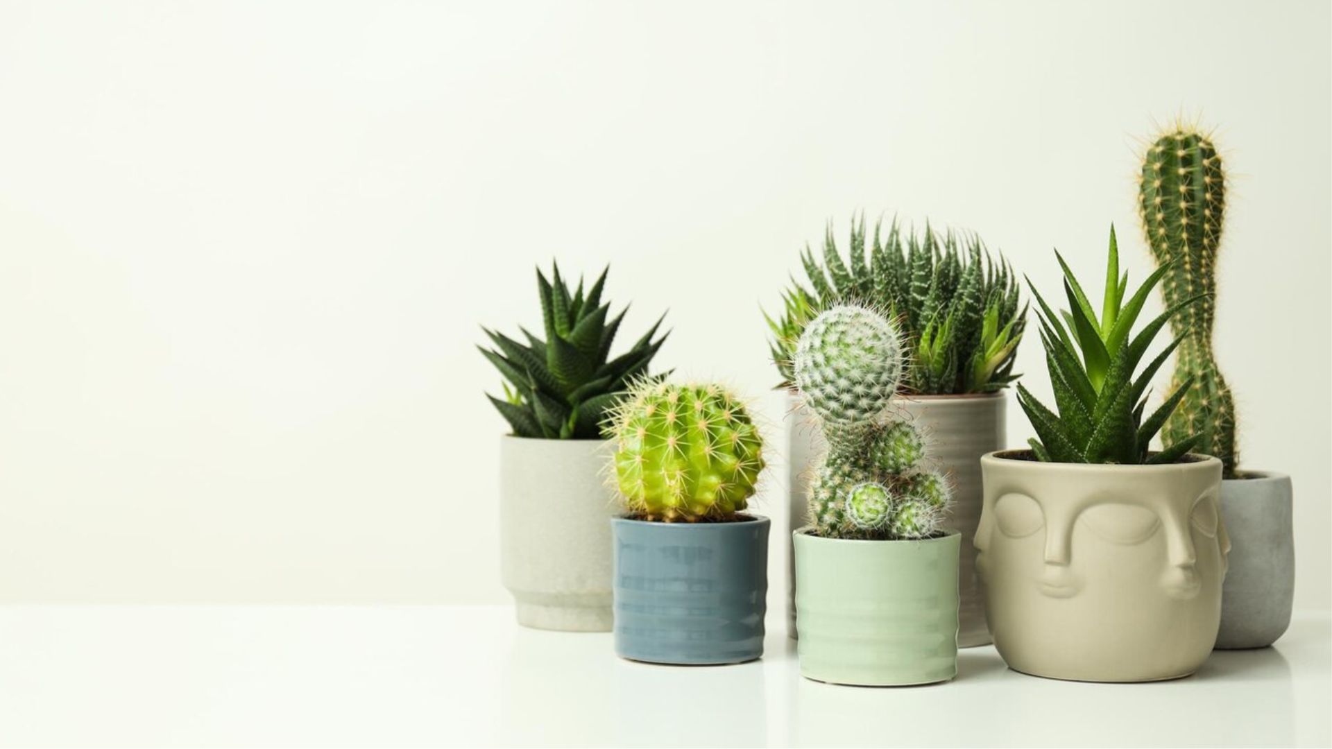 সাকুলেন্টের যত্নআত্তি