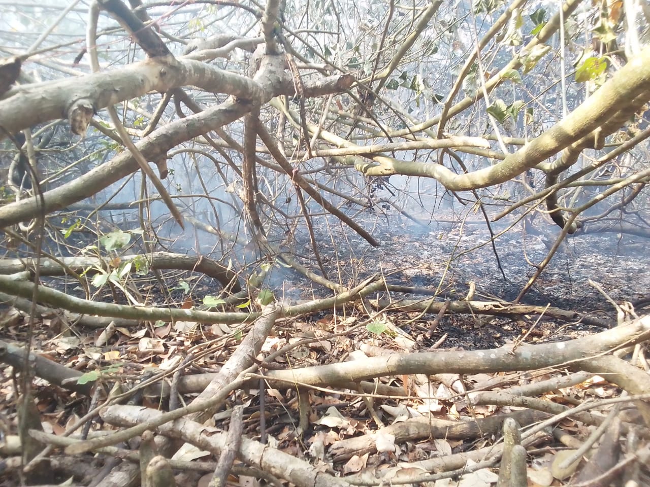 সুন্দরবনে আগুন