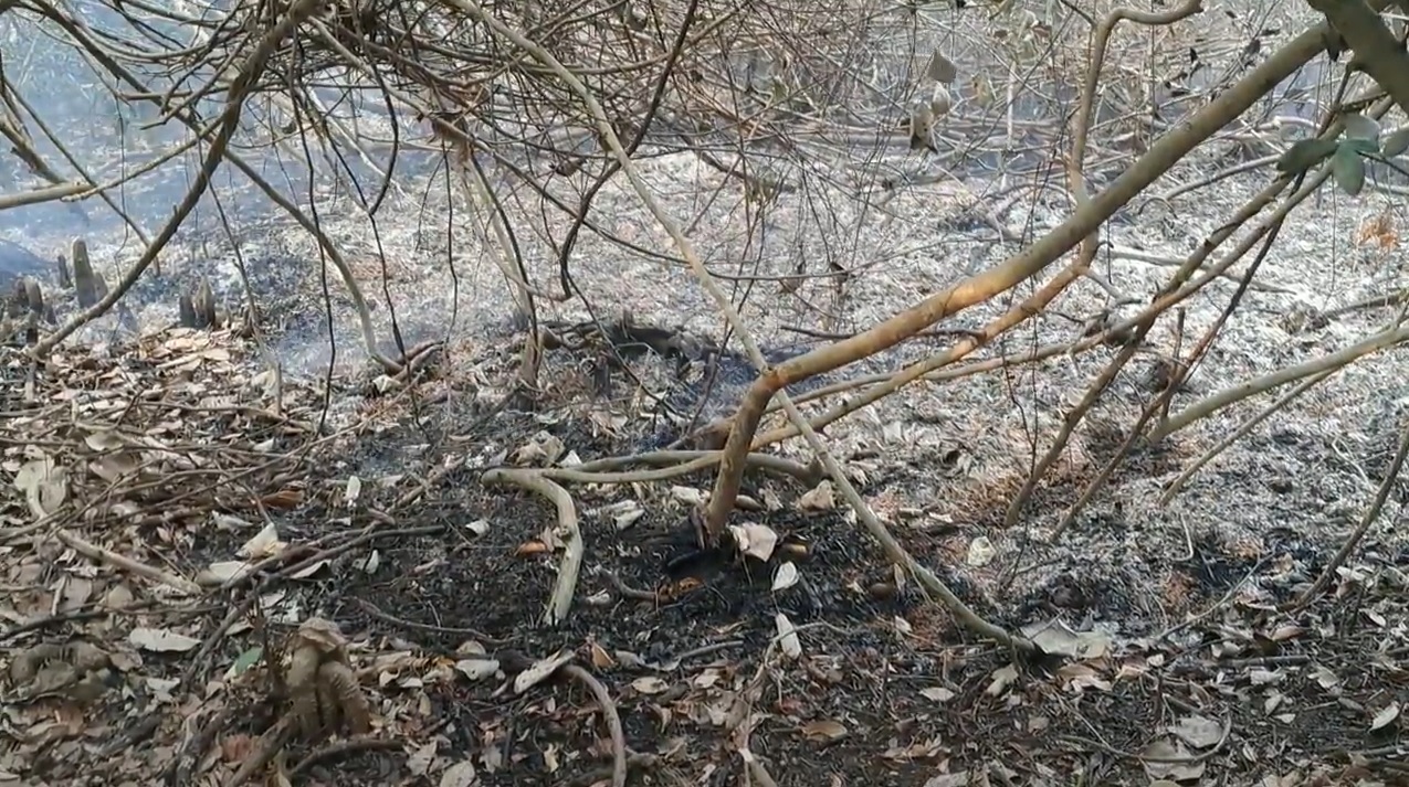 সুন্দরবনে আগুন নেভানোর কাজ শুরু করেছে ফায়ার সার্ভিস