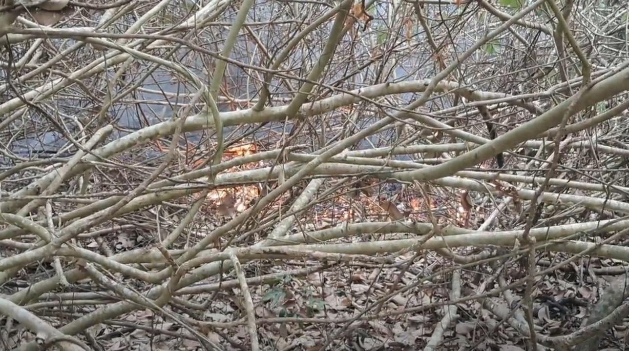 সুন্দরবনে আগুন: নদীতে ভাটার কারণে পানির সংকট বাড়তে পারে