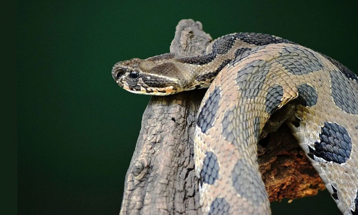 ‘বিলুপ্ত’ বিষধর রাসেলস ভাইপারের আনাগোনা বাড়ল কেন?