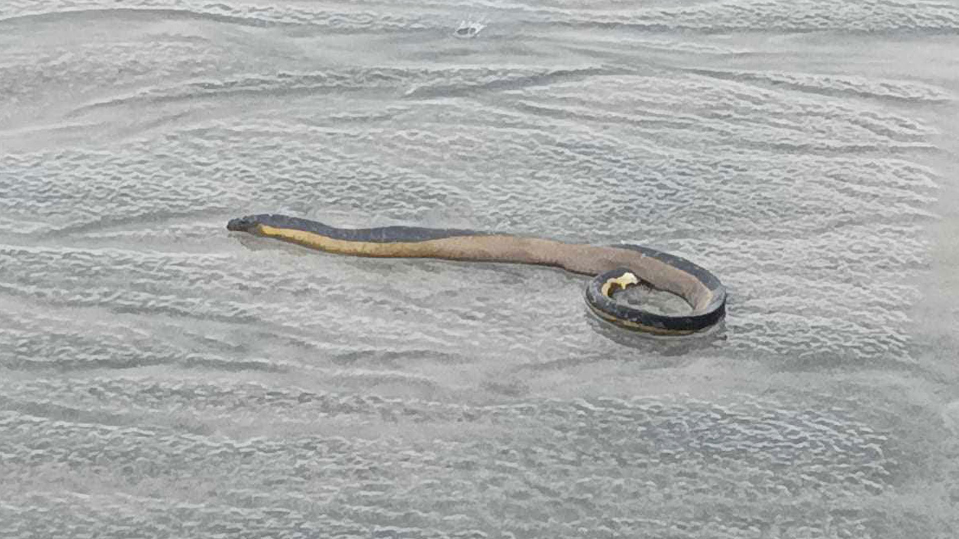 বিরল সামুদ্রিক সাপ ইয়েলো বেলিড সি স্নেক’র দেখা মিলল কুয়াকাটা সমুদ্র সৈকতে