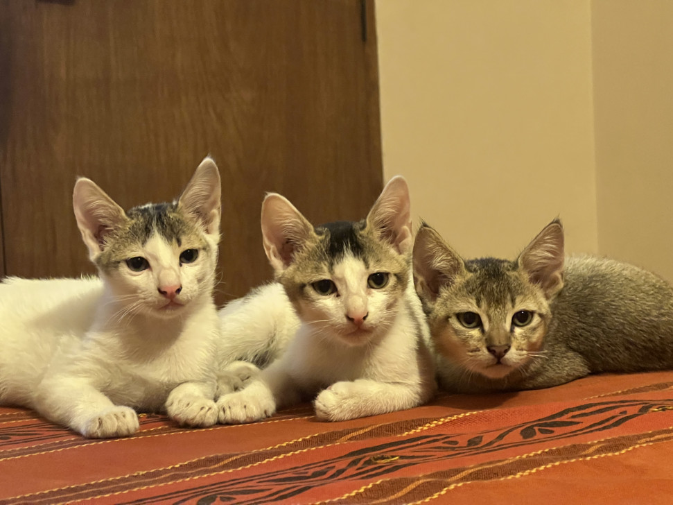 বিড়াল না কিনে অ্যাডপ্ট করুন