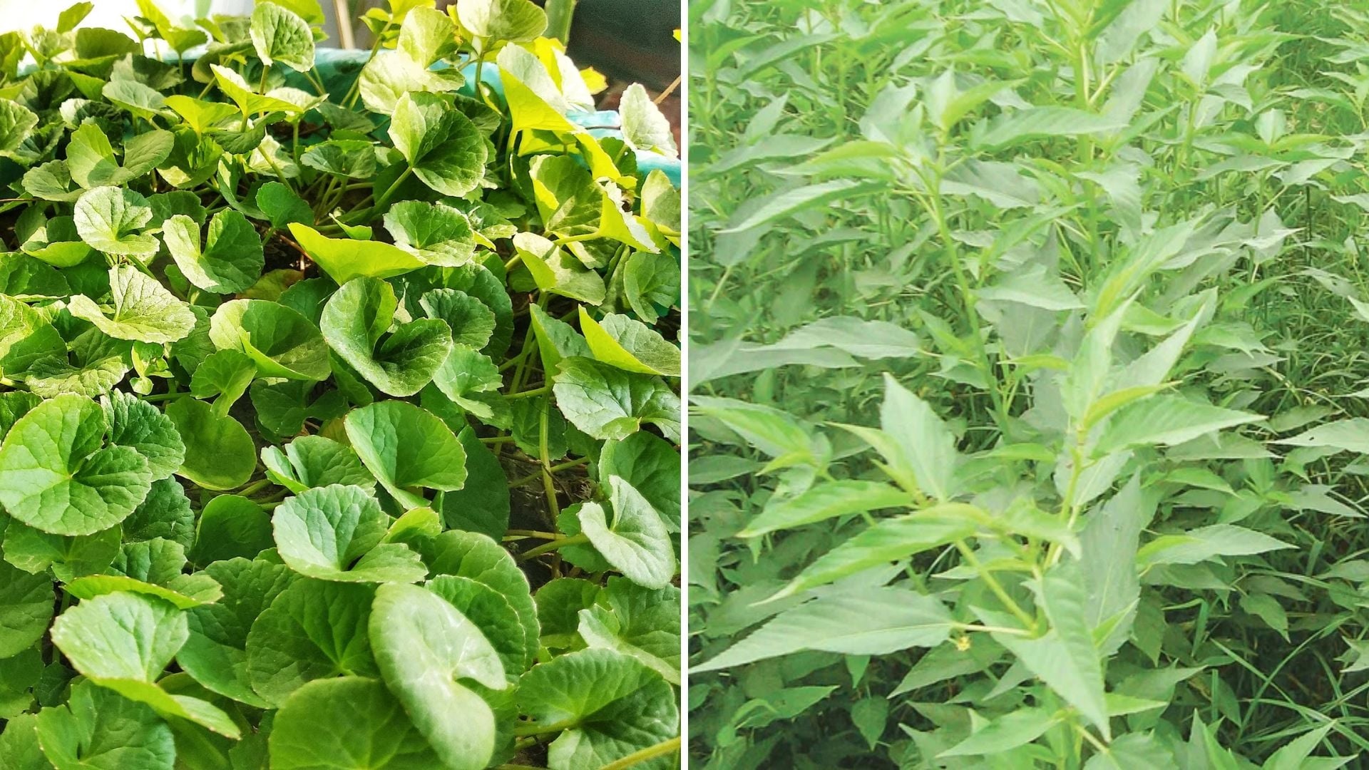 তেতো শাক খাবেন যে কারণে