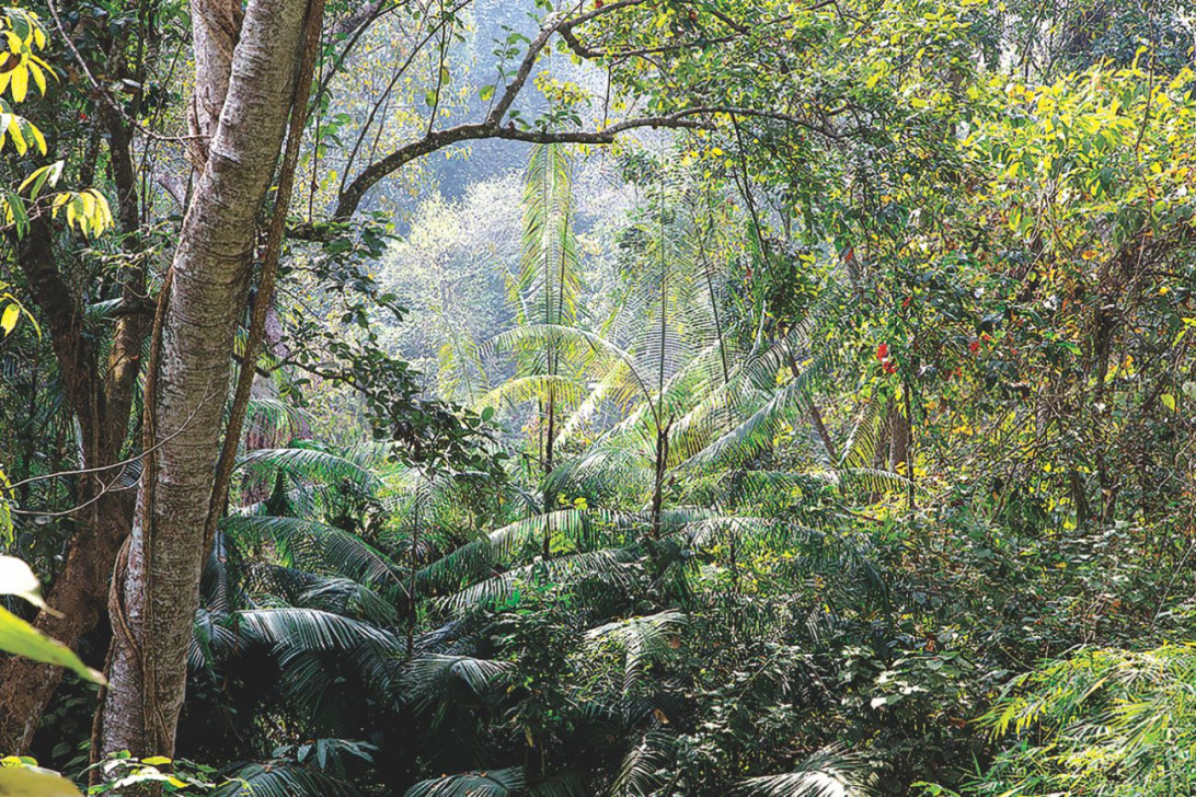 ফরেস্ট বাথিং: জাপানি কায়দায় মনের বিশ্রাম
