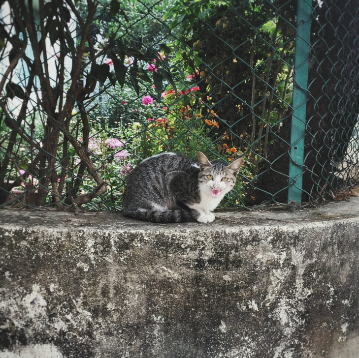 রাস্তার কুকুর-বিড়ালের প্রতি সহিংস আচরণ বন্ধে এগিয়ে আসুন