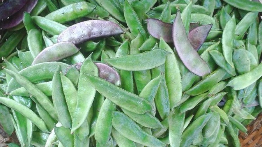 শিমে পাবেন যেসব পুষ্টিগুণ