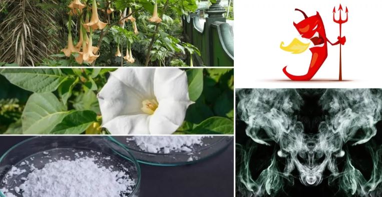 ডেভিলস ব্রেথ বা শয়তানের নিঃশ্বাস থেকে রক্ষা পেতে যা করবেন