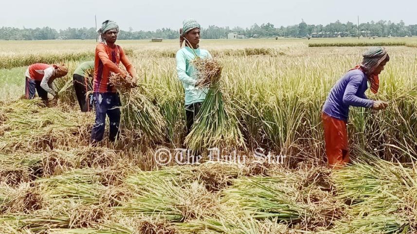 Pabna Photo (Chalanbeel harvesting)-7.jpg