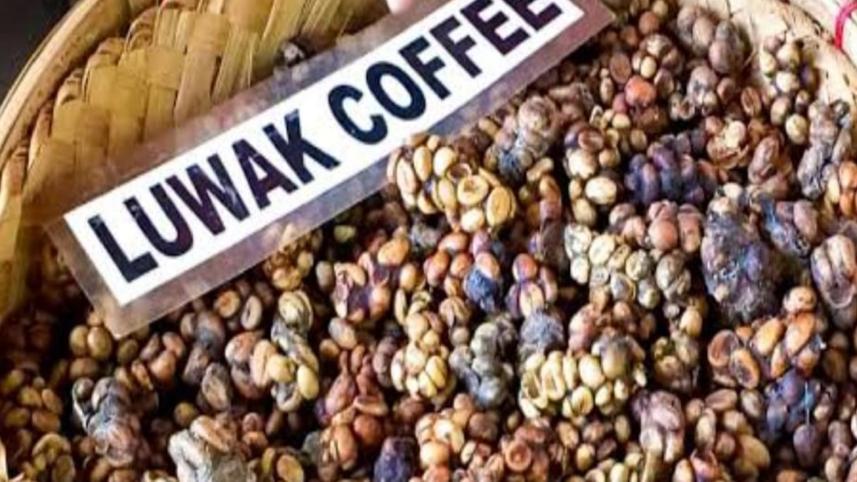 luwak2.jpg