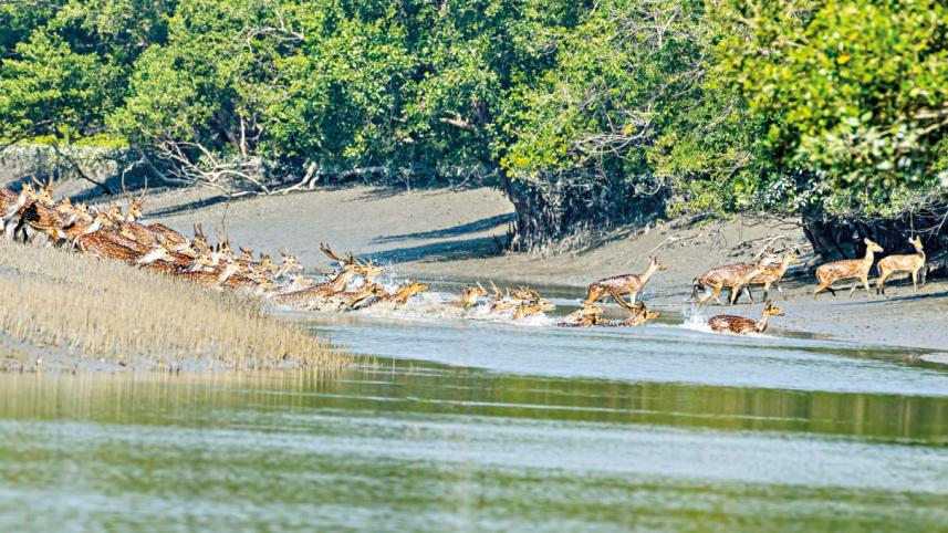 sundarbans-1.jpg