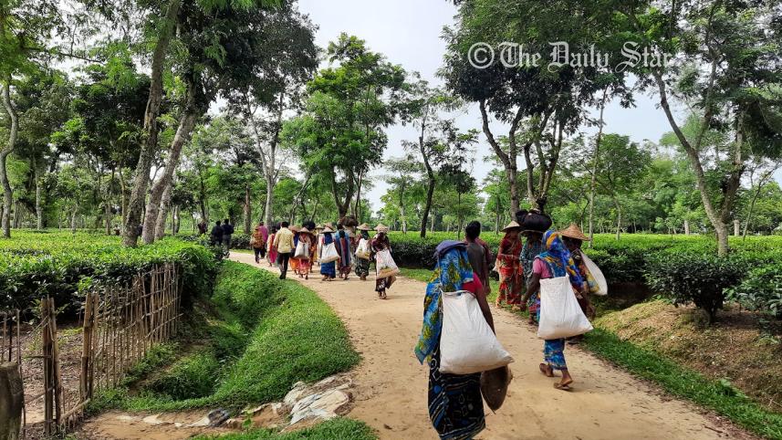 moulvibazar_tea_workers_photos_1_copy.jpg