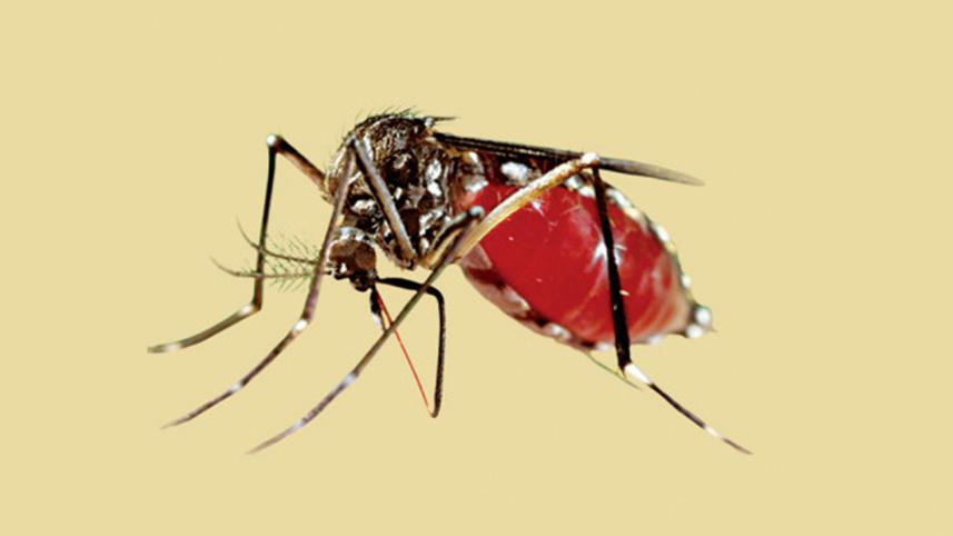 dengue_7sep24.jpg