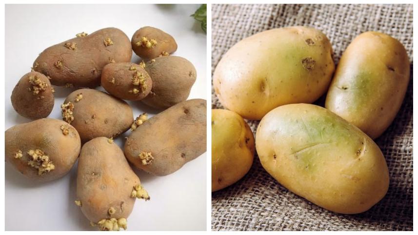 গাছ গজানো ও সবুজ দাগযুক্ত আলু খাওয়া কি নিরাপদ