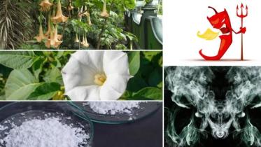 ডেভিলস ব্রেথ বা শয়তানের নিঃশ্বাস