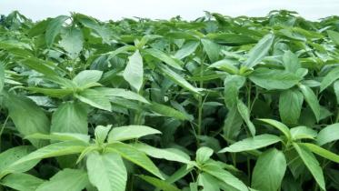 পাটশাকের উপকারিতা