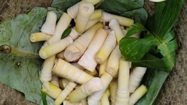 বাঁশ কোড়ল