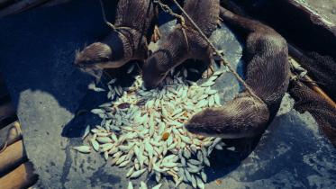 ভোঁদড় দিয়ে মাছ ধরা